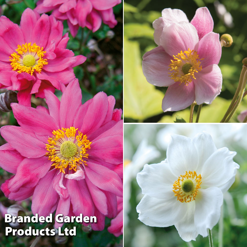 Anemone Trio image