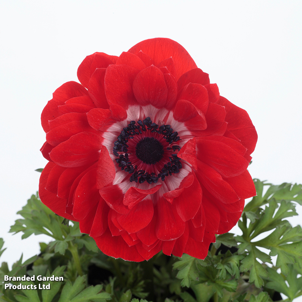 Anemone coronaria 'Harmony Double Scarlet' image