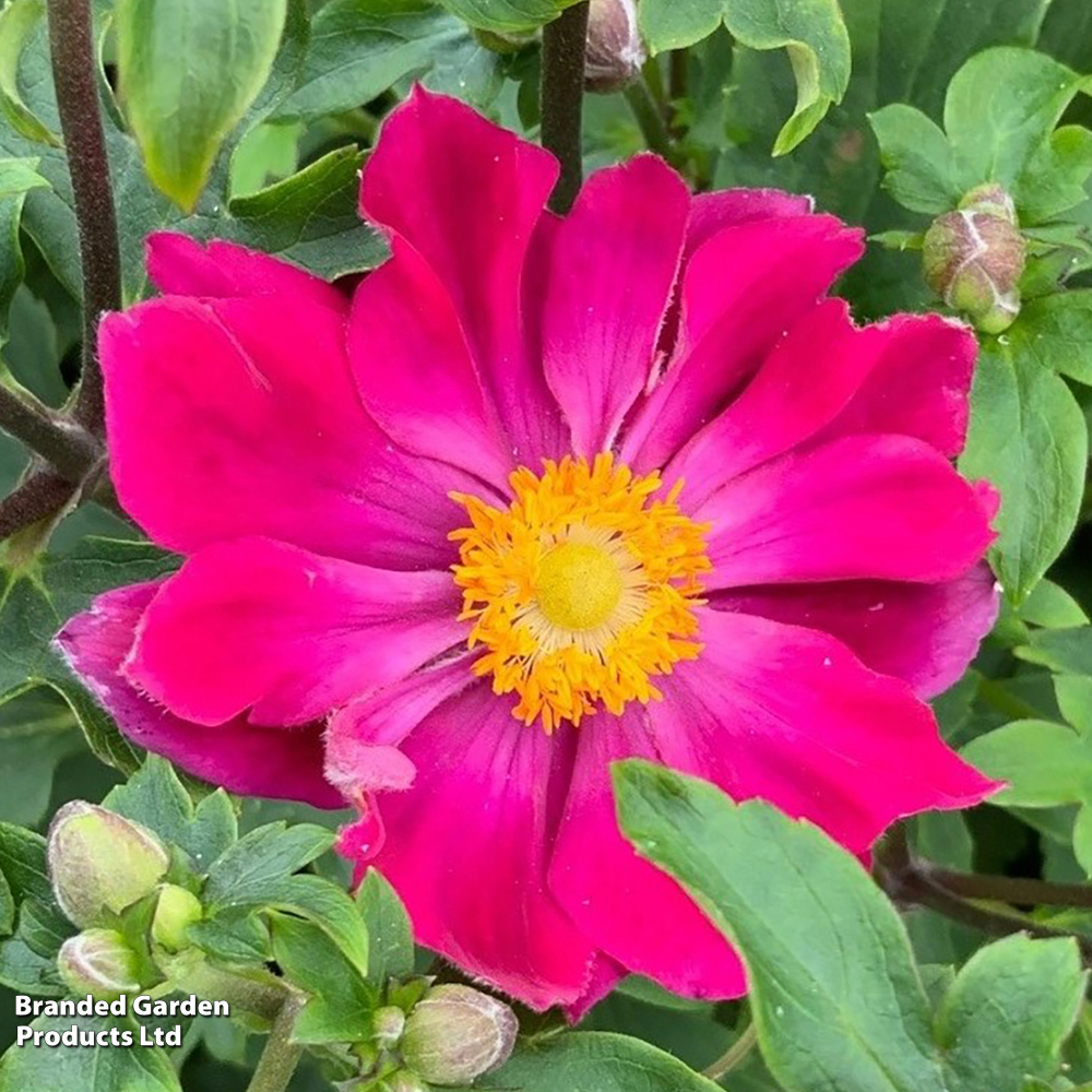 Anemone hupehensis 'Fantasy? Ariel' image