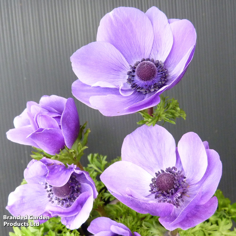 Anemone coronaria 'Harmony Blue' image