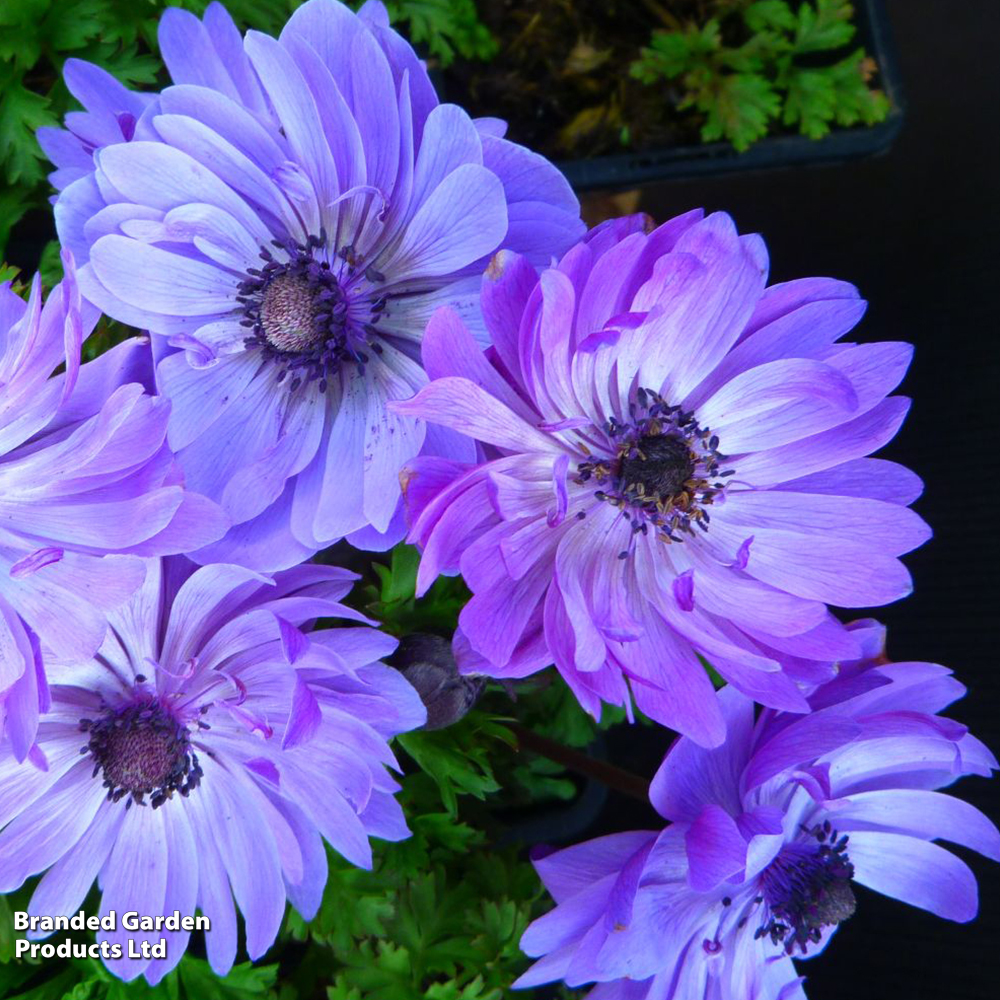 Anemone coronaria 'Harmony Double Blue' image