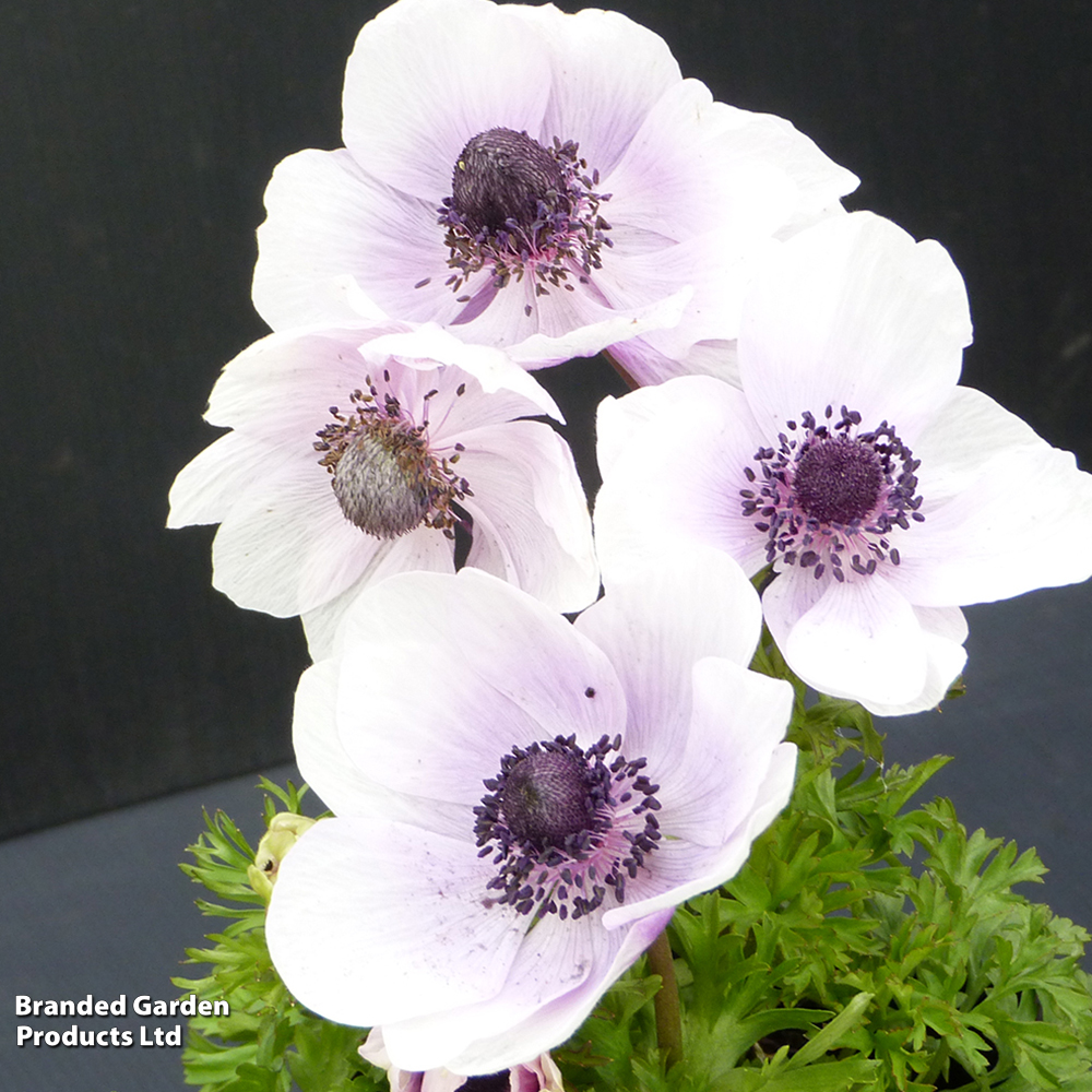 Anemone coronaria 'Harmony Pearl' image