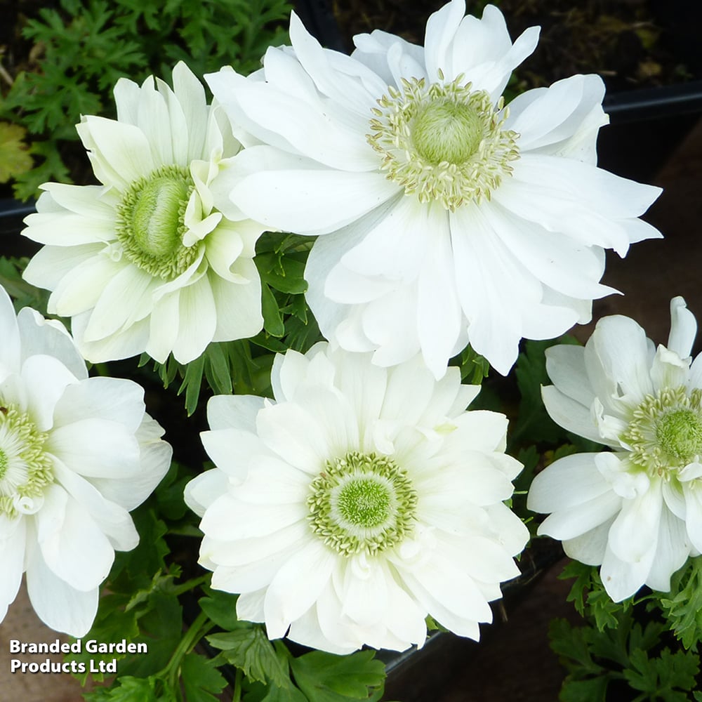 Anemone coronaria 'Harmony Double White' image