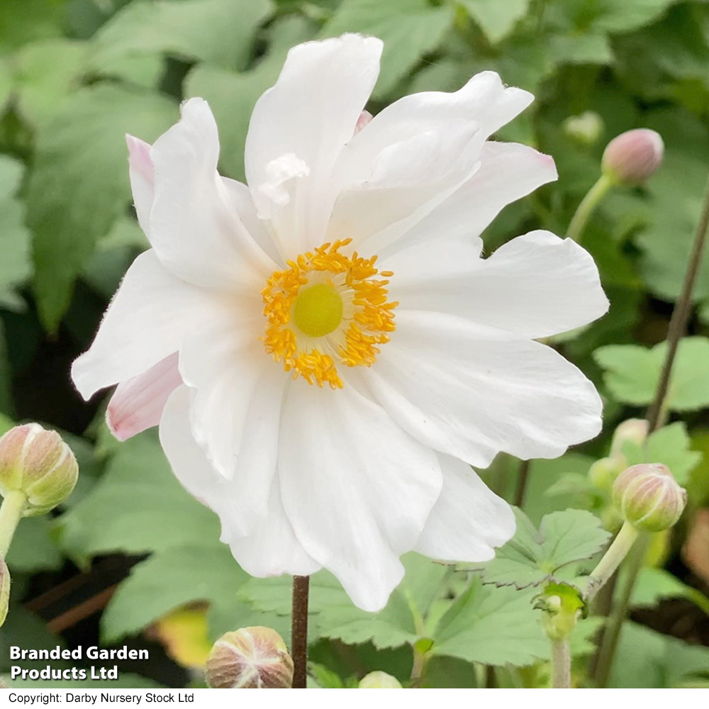 Anemone hupehensis 'Snow Angel' image