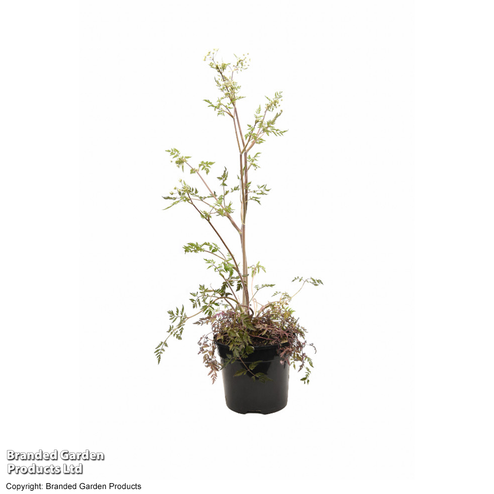 Anthriscus sylvestris 'Ravenswing' image