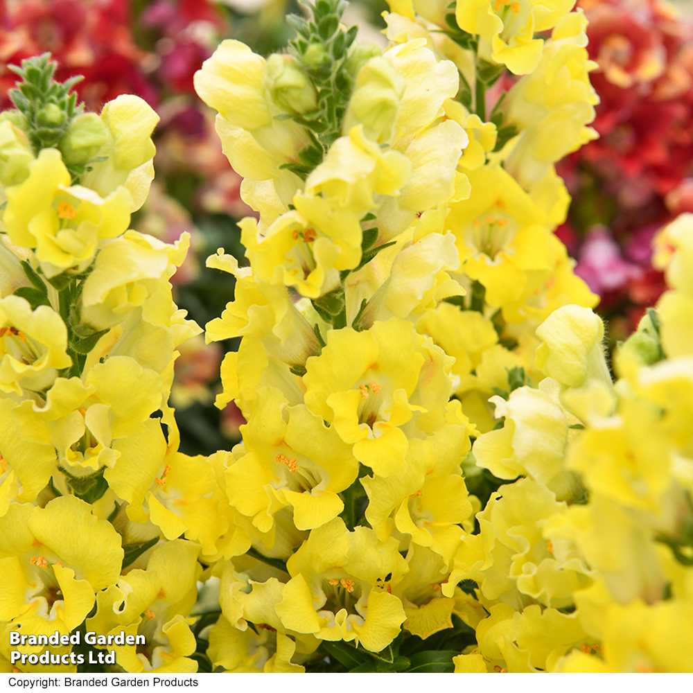Antirrhinum majus 'Dazzling Lips Lemon' image