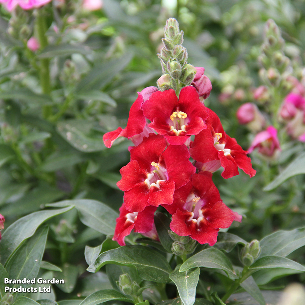 Antirrhinum majus 'Dazzling Lips Red' image