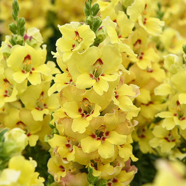 Antirrhinum majus 'Dazzling Lips Yellow Eye' image