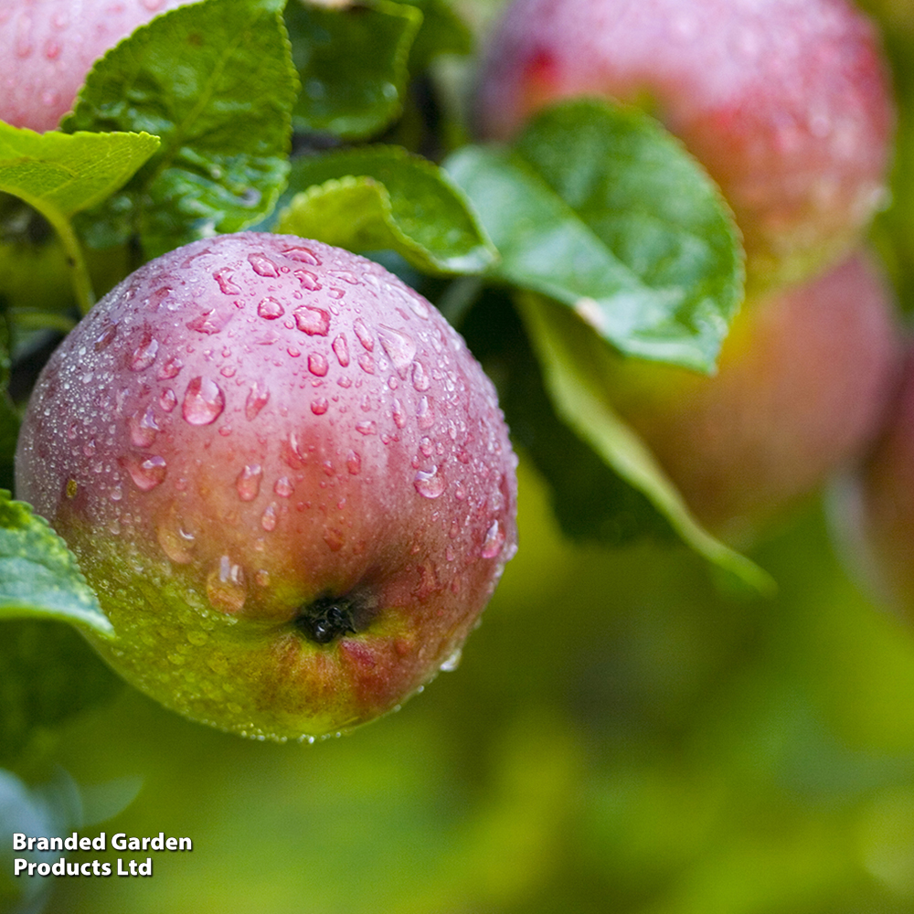 Apple 'Bardsey Island' image
