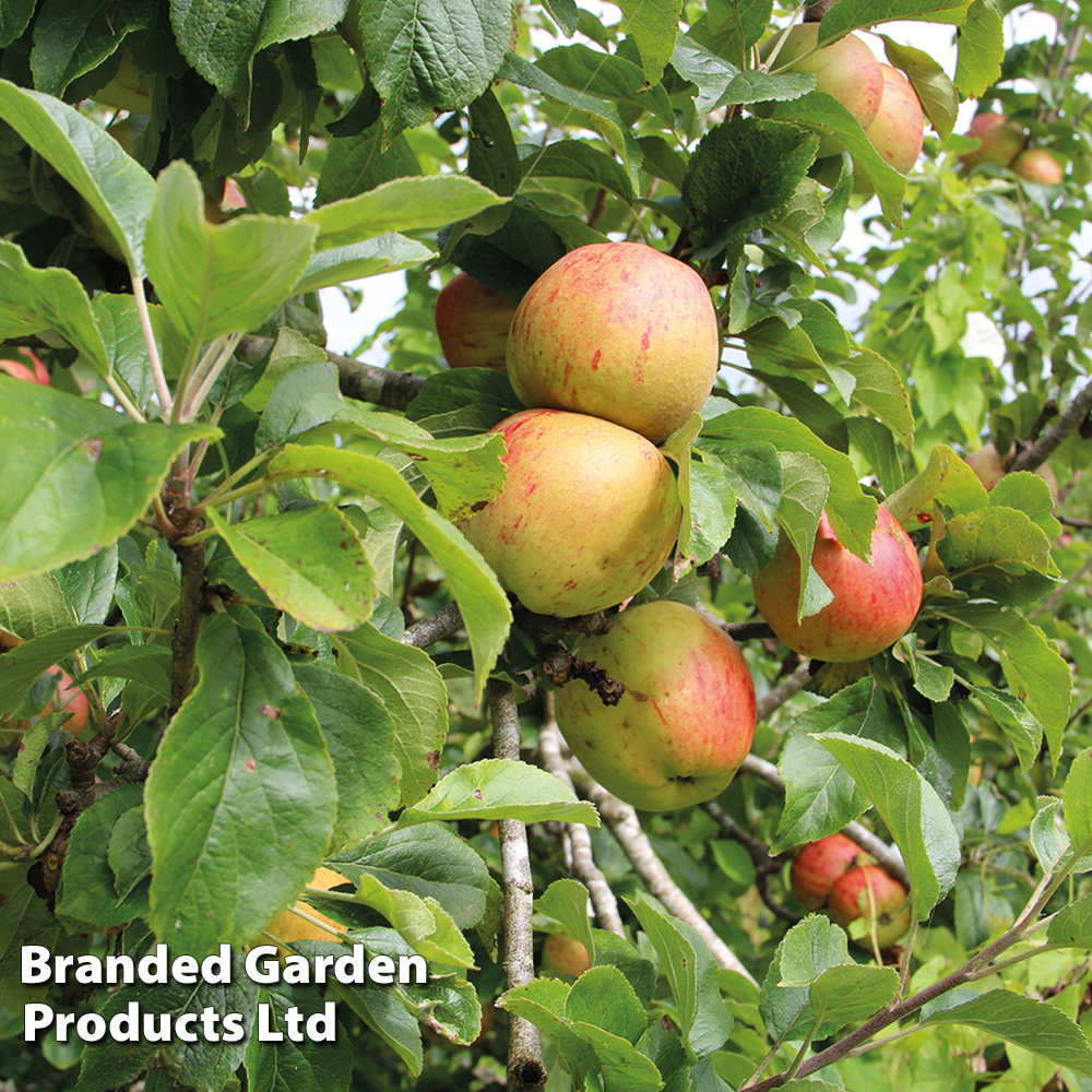 Apple 'Bramley 20' image