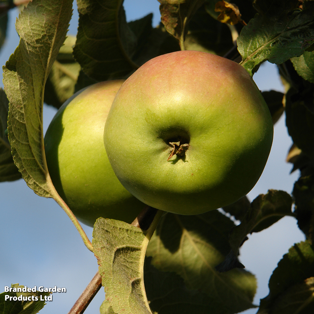 Apple 'Scotch Dumpling' image