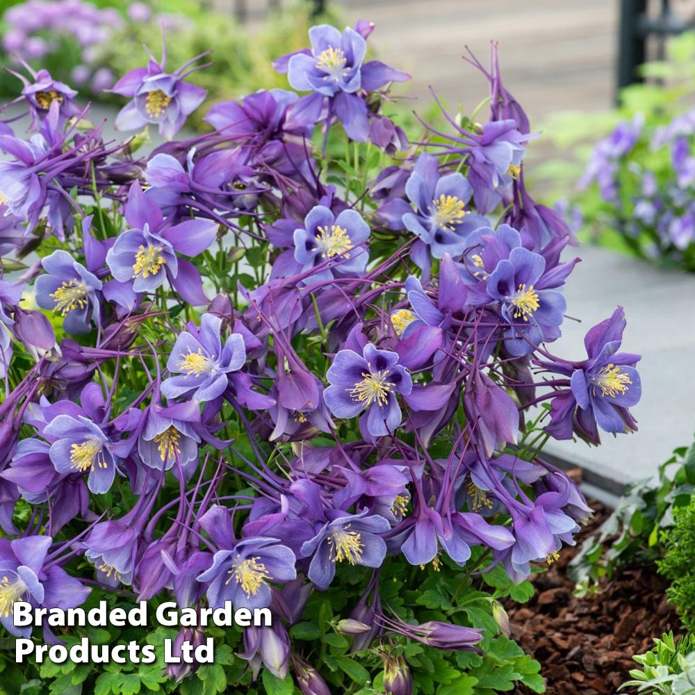 Aquilegia ?Earlybird? Purple Blue? image