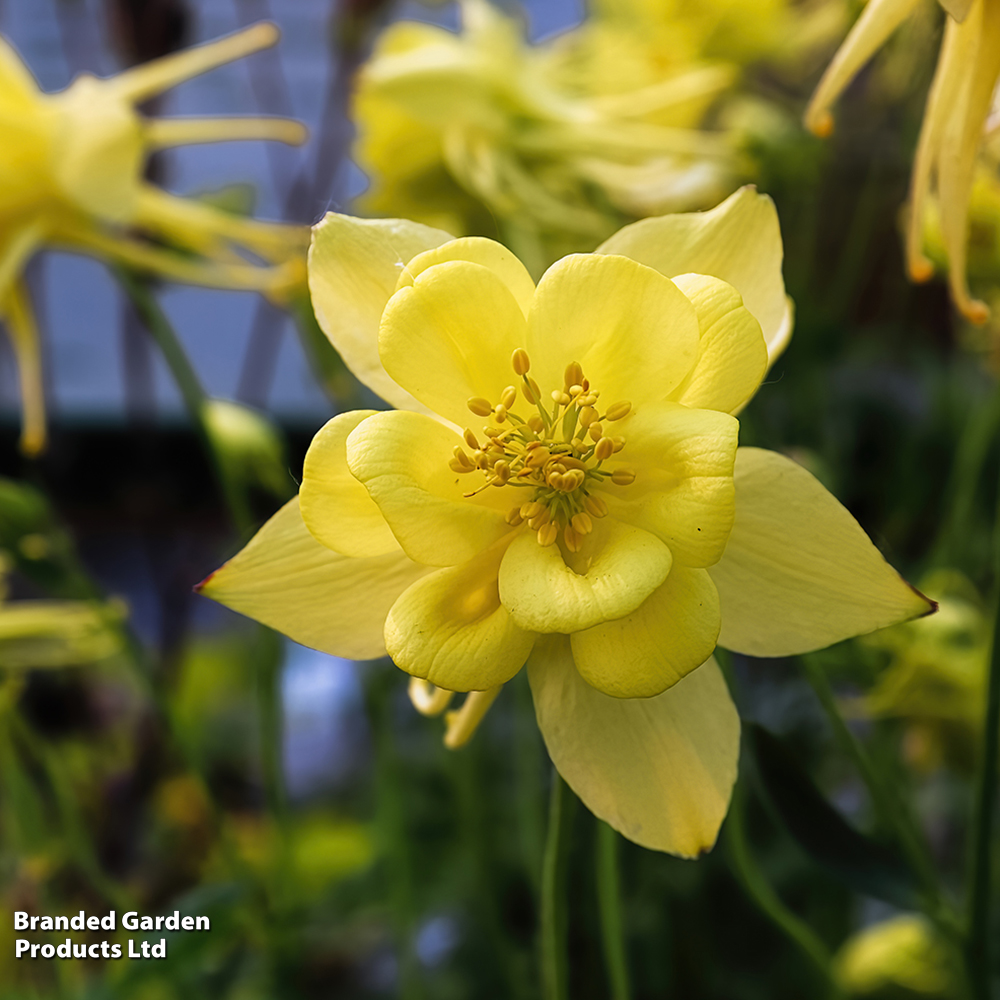 Aquilegia chrysantha 'Yellow Star' image