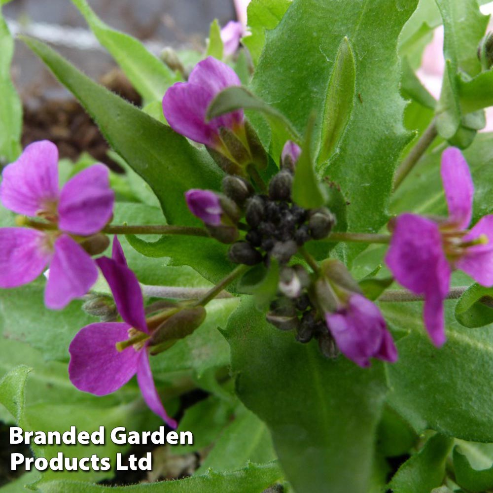 Arabis caucasica 'Rosea' image