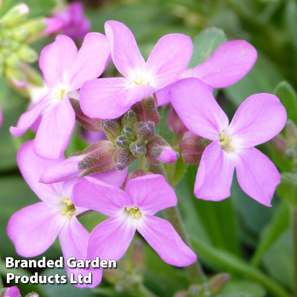 Arabis blepharophylla 'Spring Charm' image