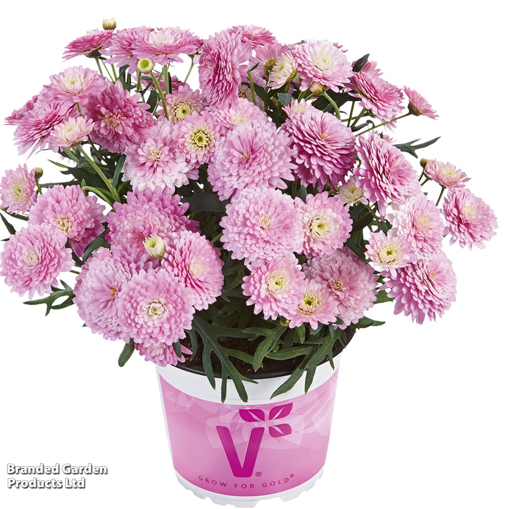 Argyranthemum aramis 'Double Pink' image