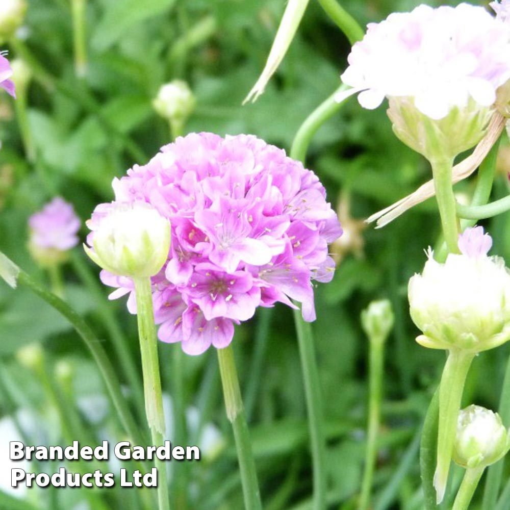 Armeria 'Ballerina Lilac' image