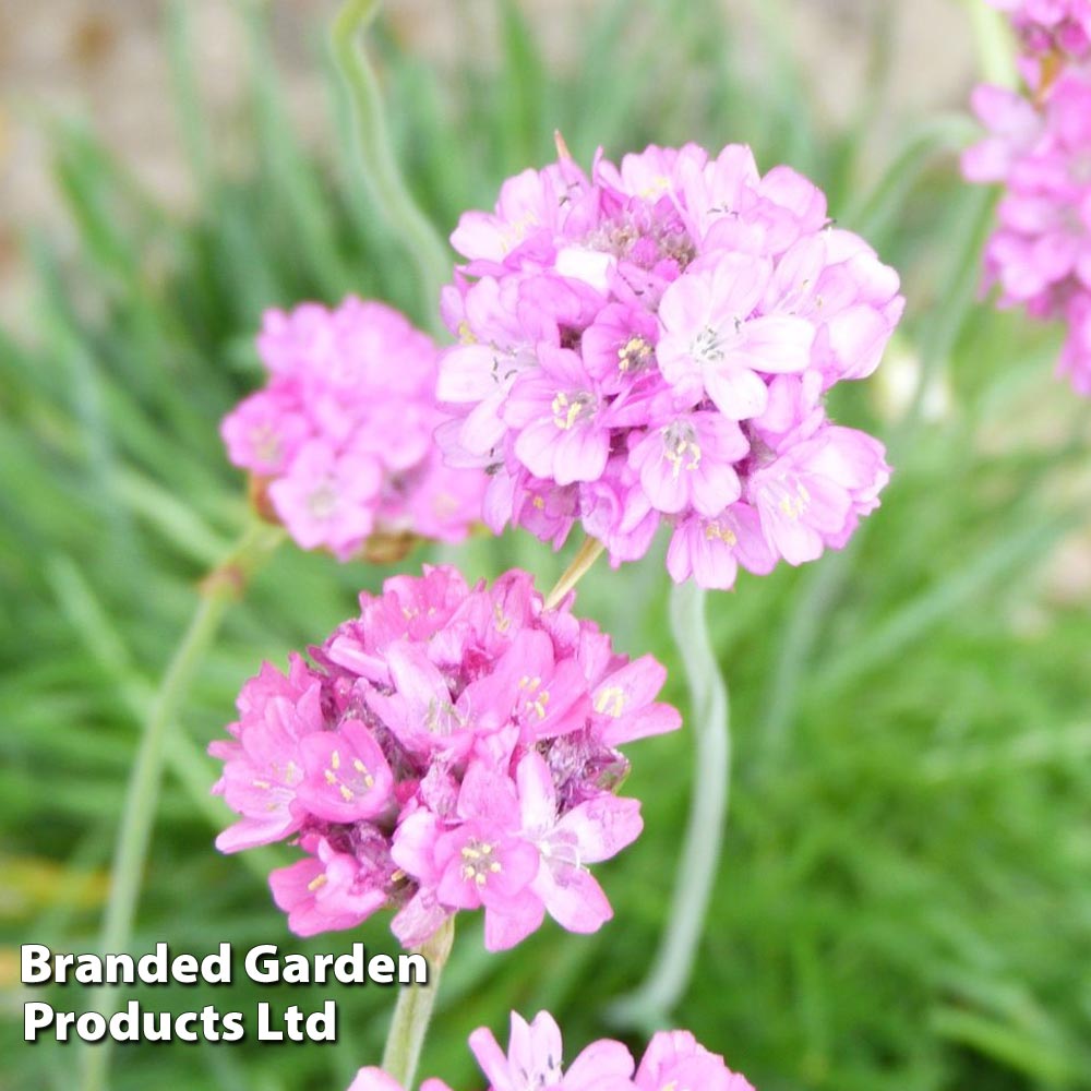 Armeria maritima 'Splendens' image