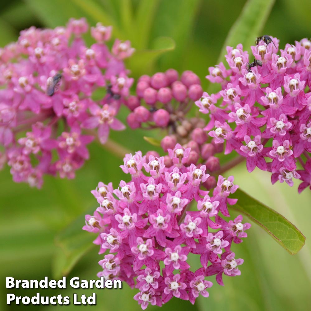 Asclepias incarnata 'Cinderella' image