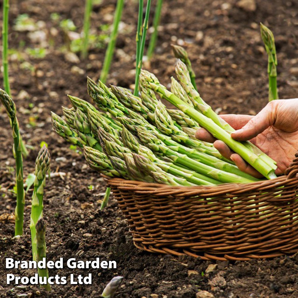 Asparagus officinalis 'Guelph Millennium' (Spring Planting) Dobies