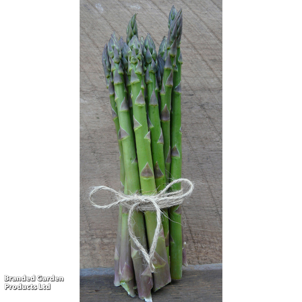 Asparagus 'Guelph Equinox' image