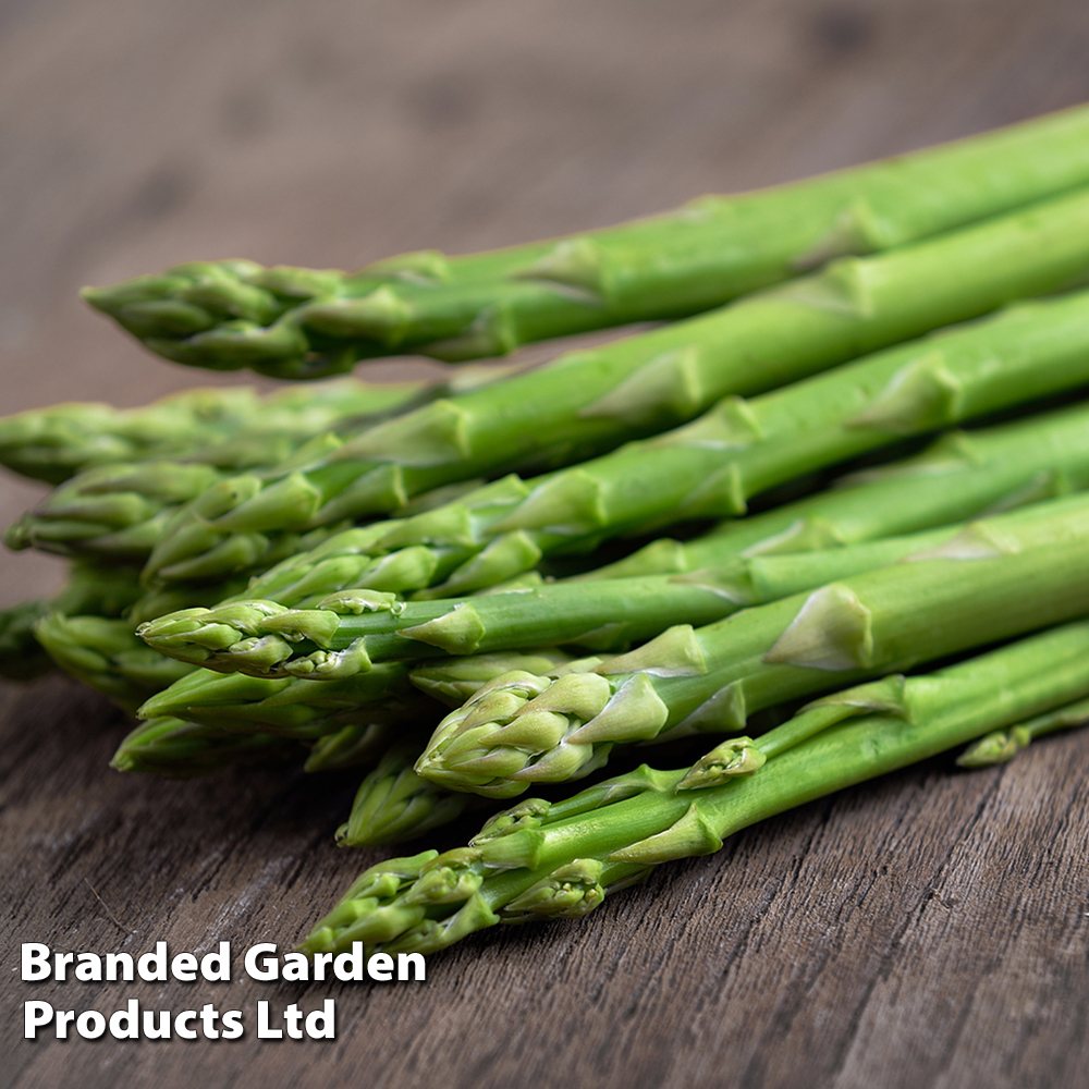 Asparagus officinalis 'Mondeo' (Spring Planting) image