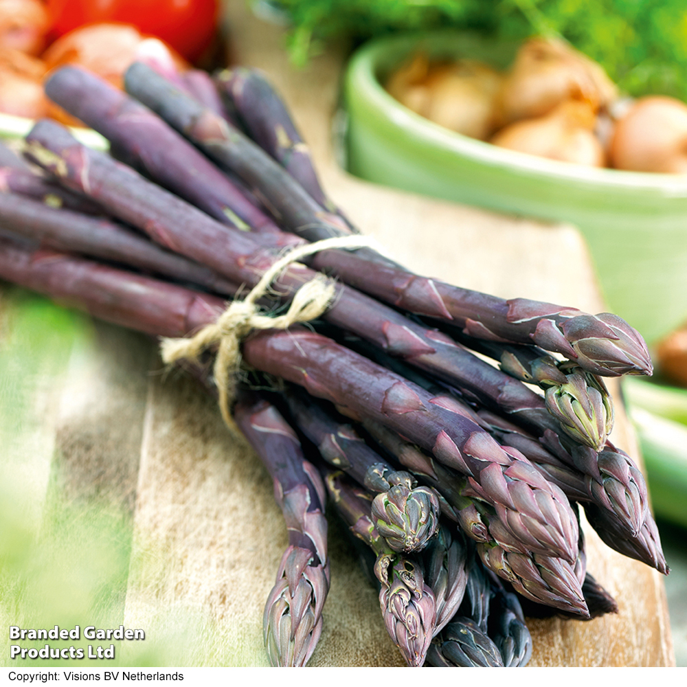 Asparagus officinalis 'Pacific Purple' (Spring Planting) image