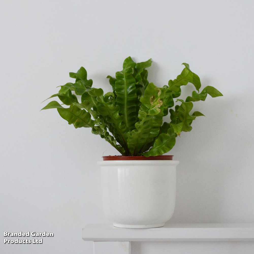 Asplenium nidus 'Crispy Wave' image