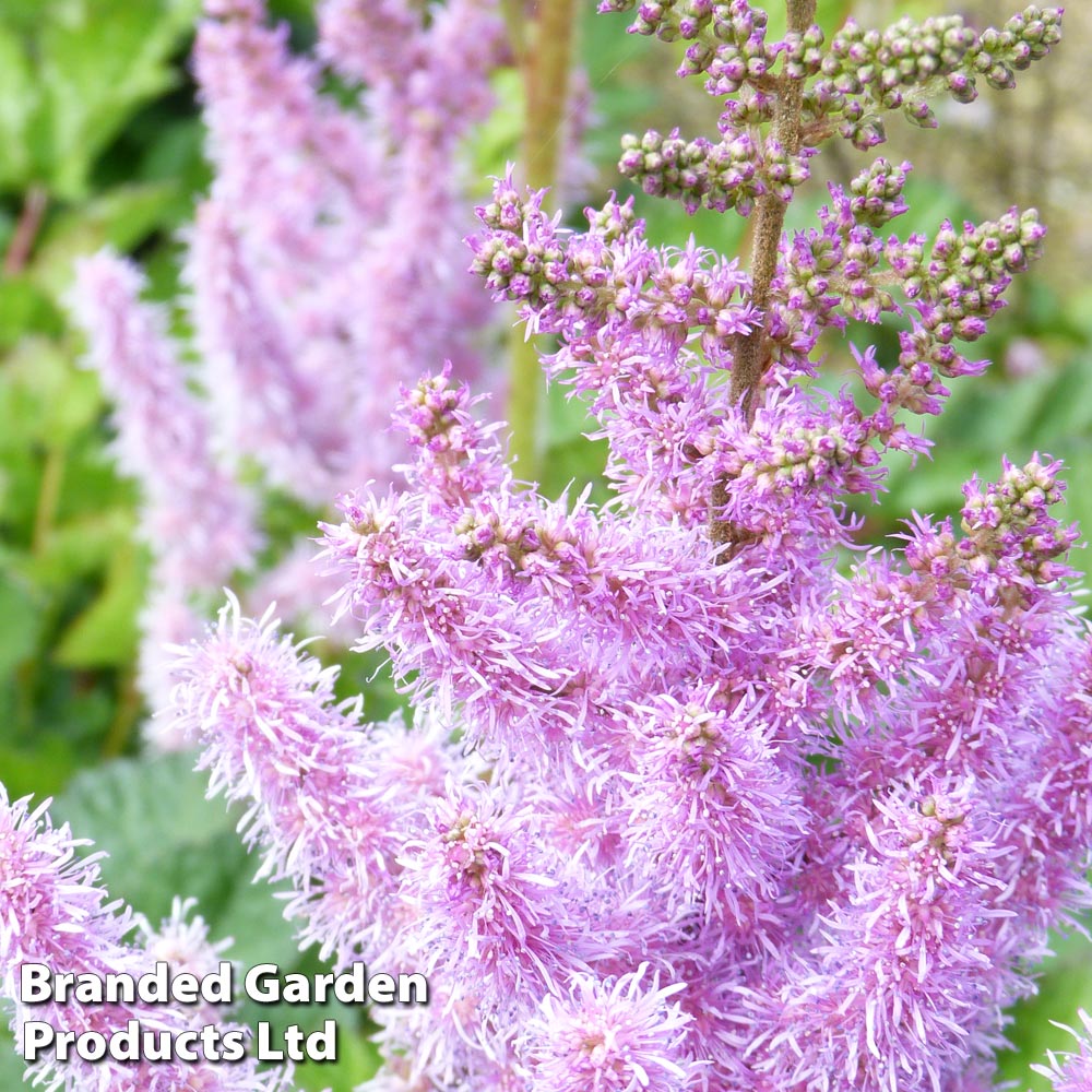 Astilbe chinensis image