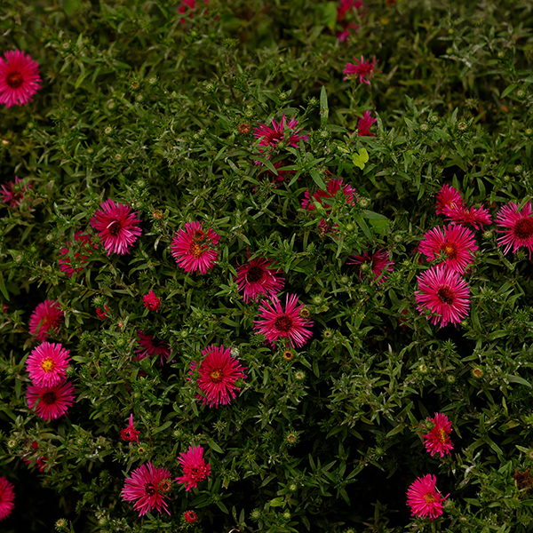 Aster novi-belgii 'Jenny' image