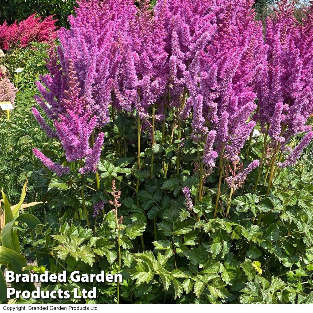 Astilbe chinensis 'Black Pearls' image