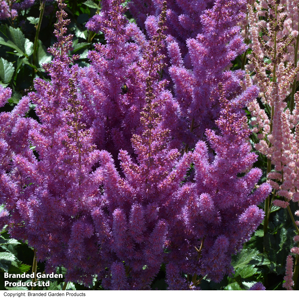 Astilbe chinensis 'Black Pearls' image