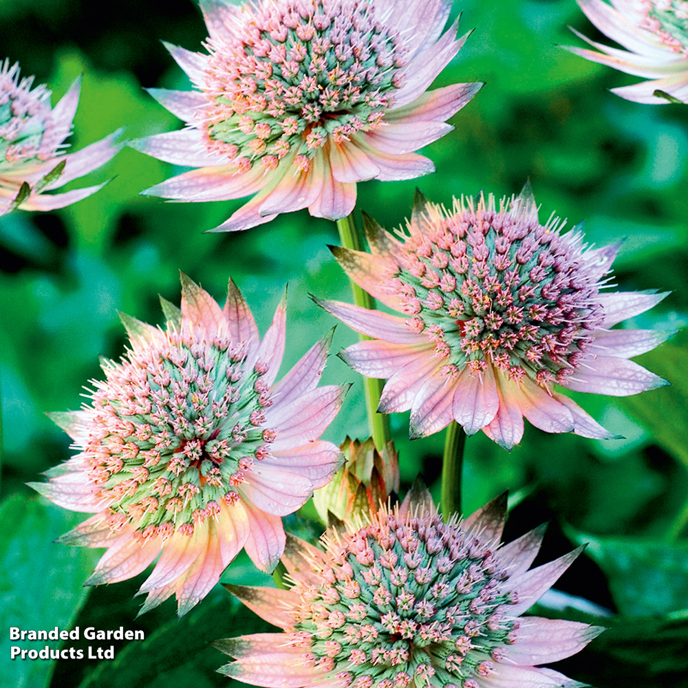 Astrantia Duo image