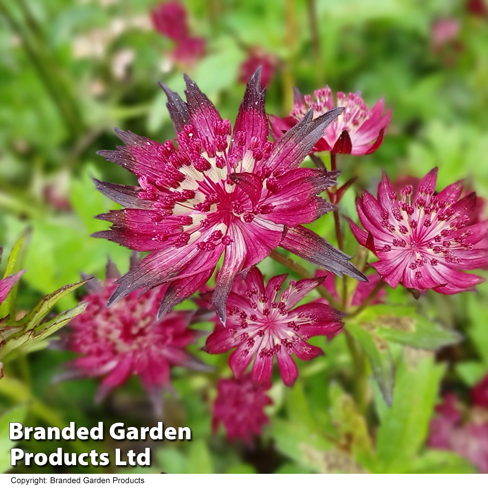 Astrantia major 'Moulin Rouge' image