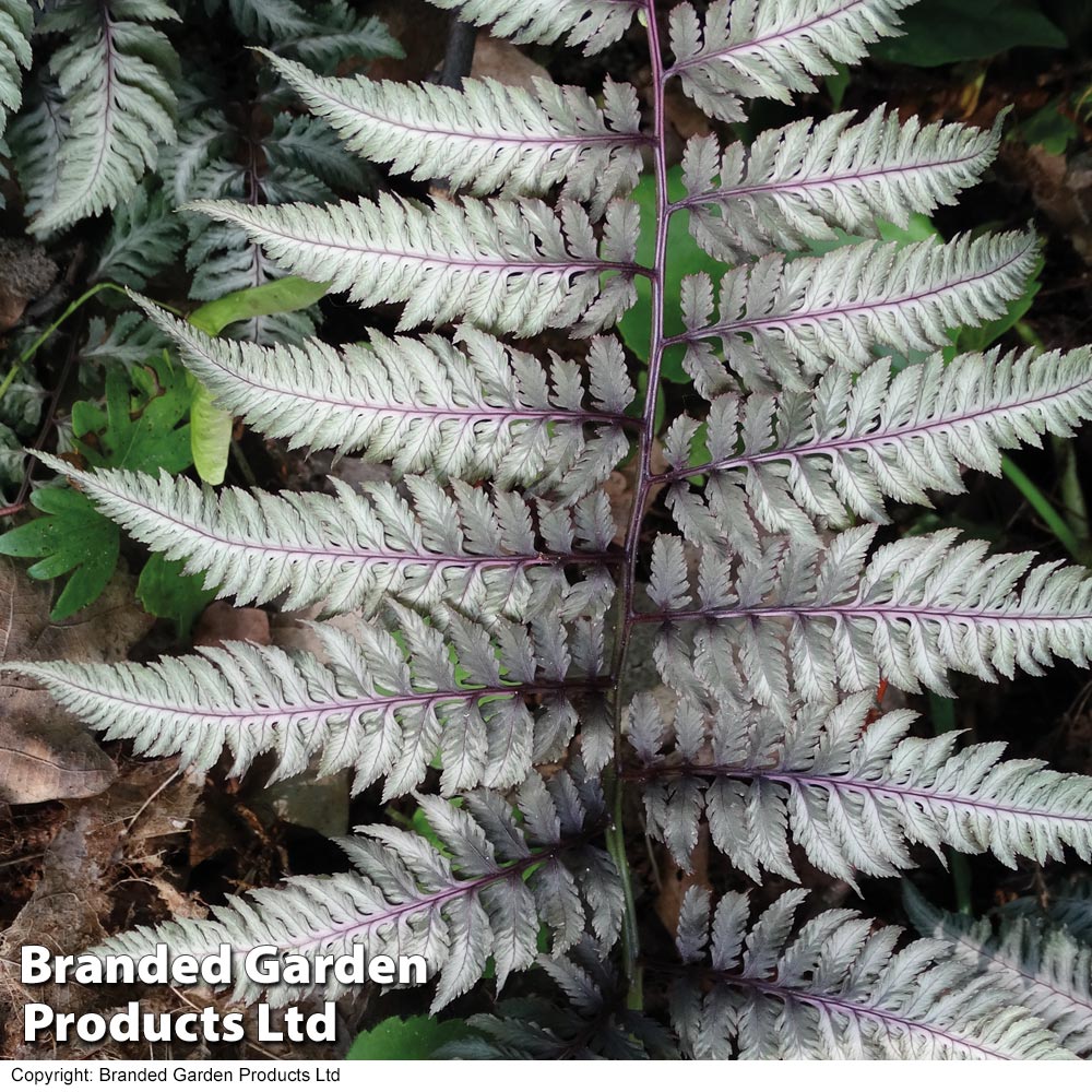 Athyrium niponicum var. pictum 'Burgundy Lace' image