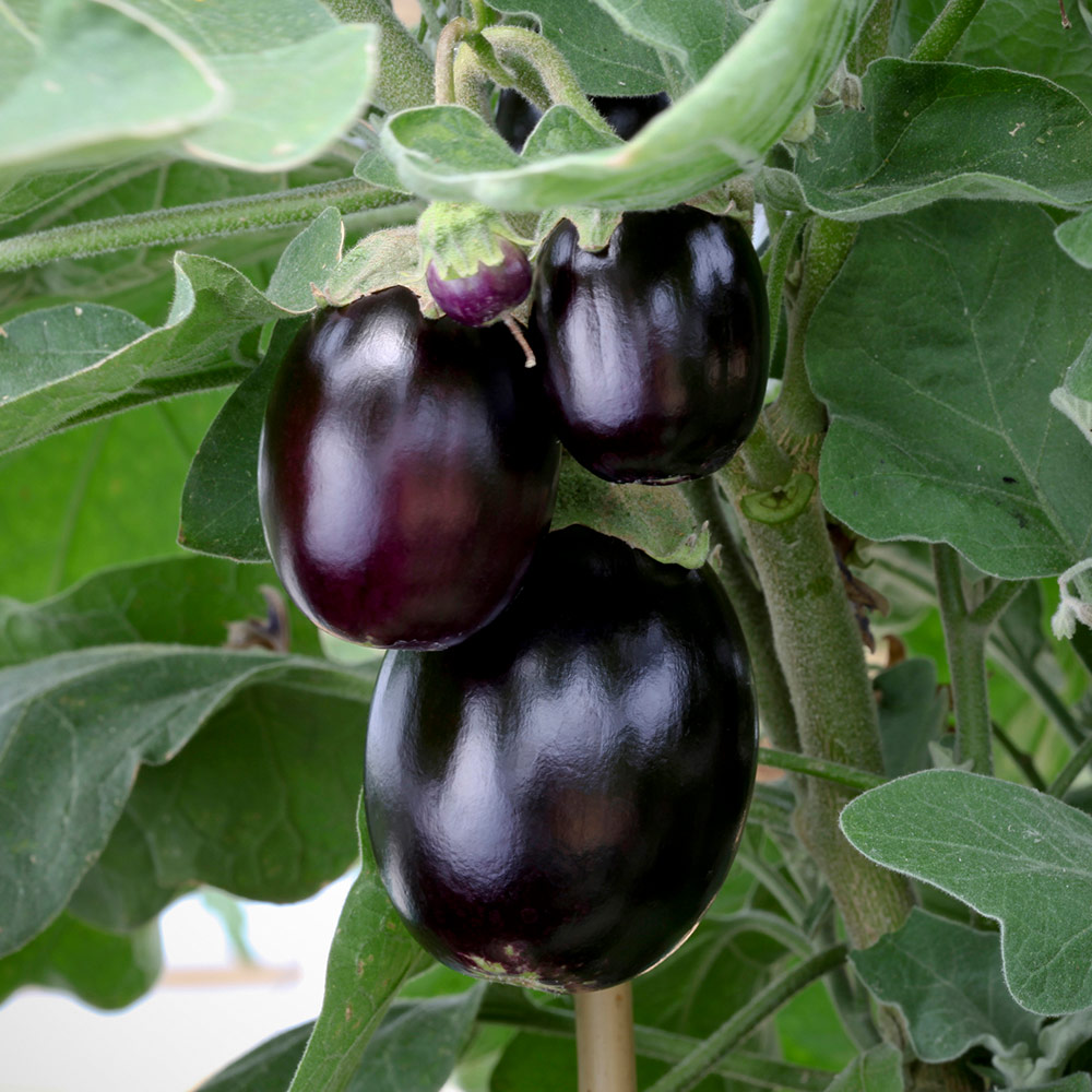 Aubergine 'Jackpot' image