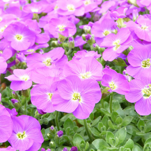 Aubretia gracilis 'Kitte Blue' image