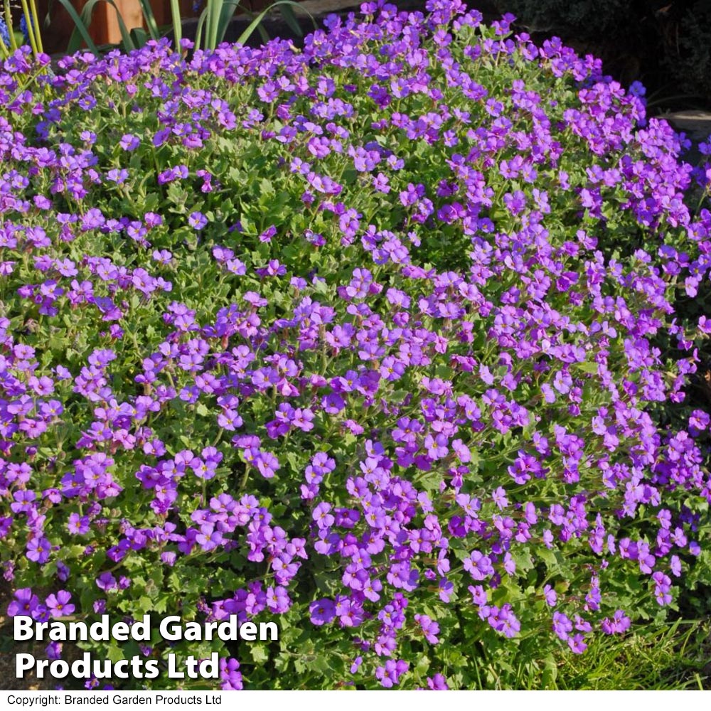 Aubrieta cultorum 'Cascade Purple' image
