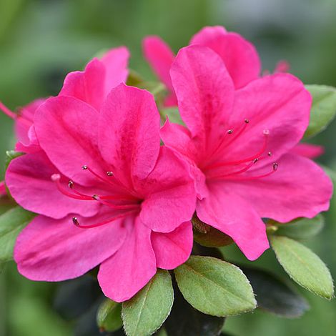 Azalea 'Dwarf Pink' image