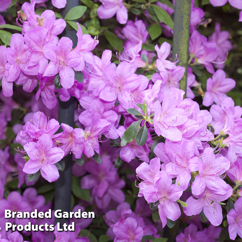 Azalea 'Dwarf Lilac' image