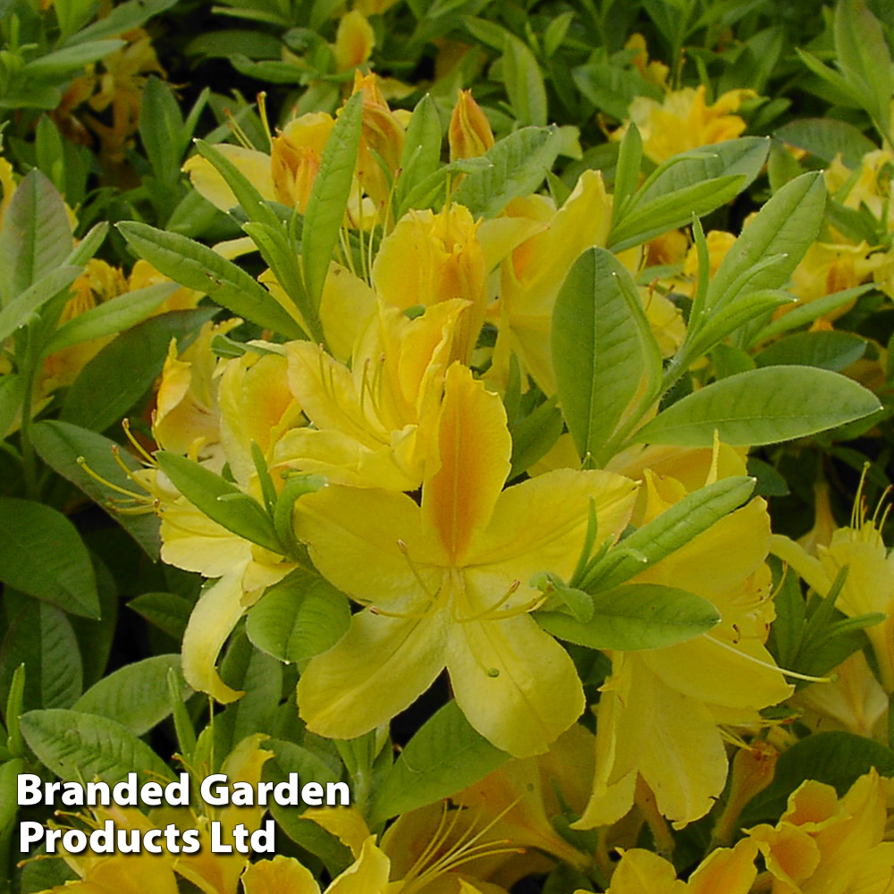 Rhododendron 'Gold Topas' (Azalea Group) image
