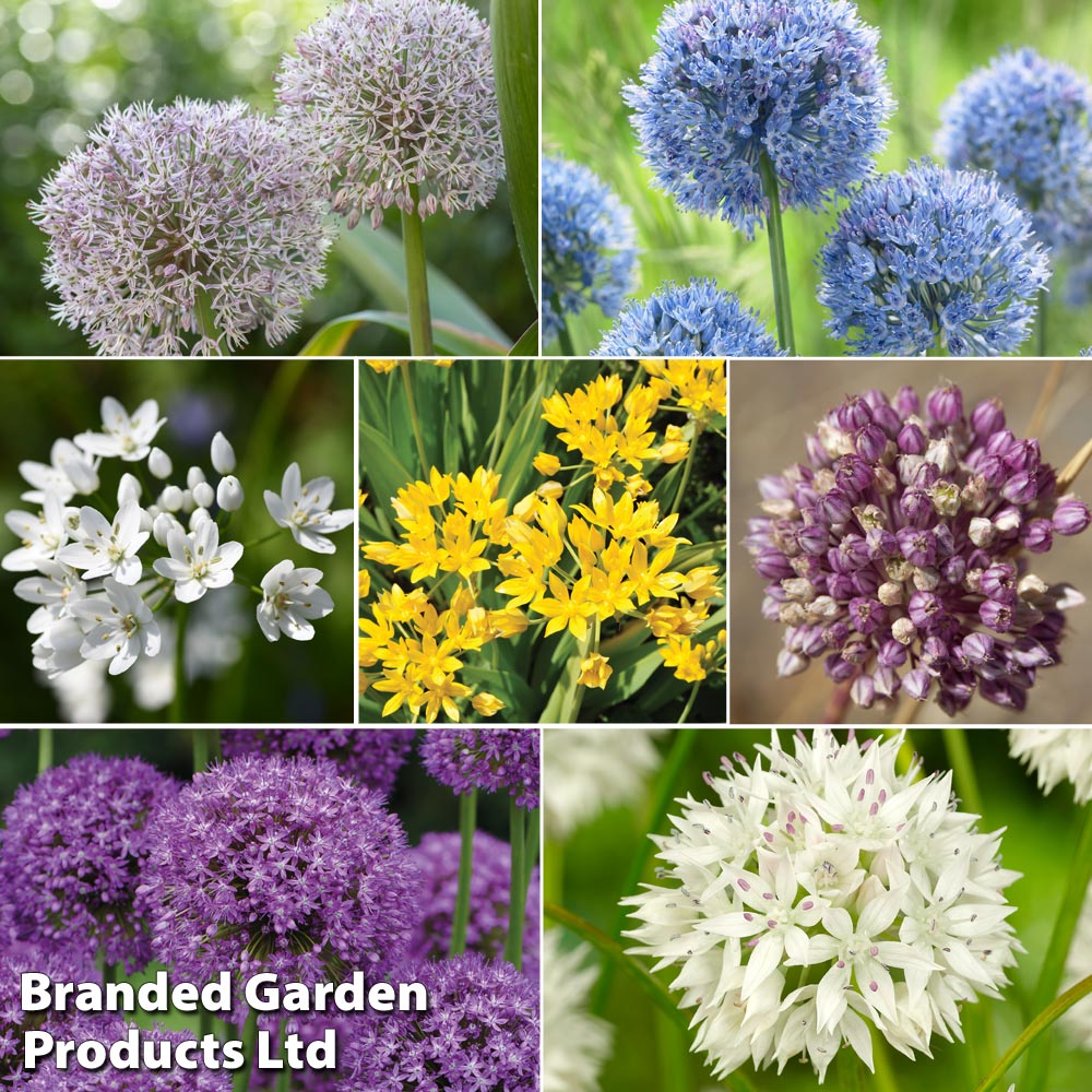 Allium Collection image