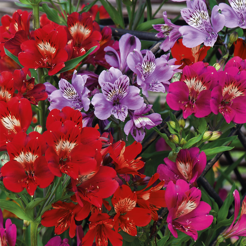 Alstroemeria New Tree Everest Mix image