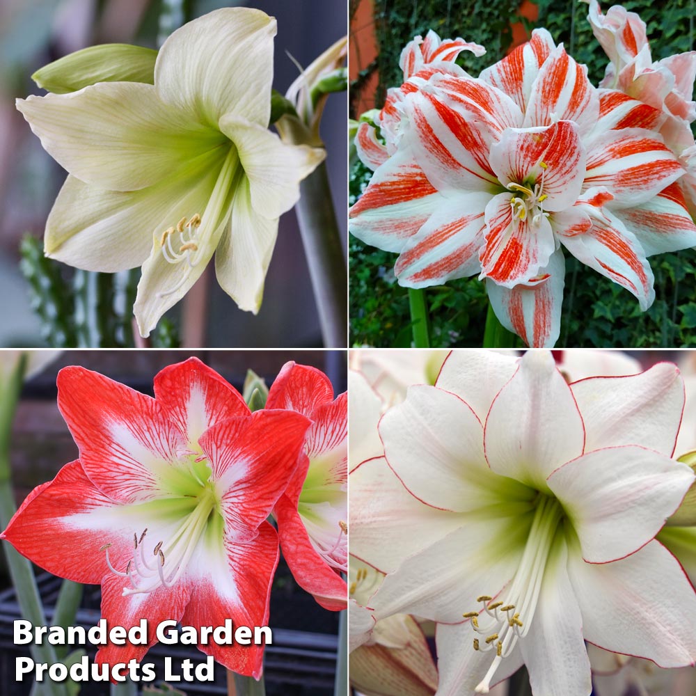 Amaryllis Collection image