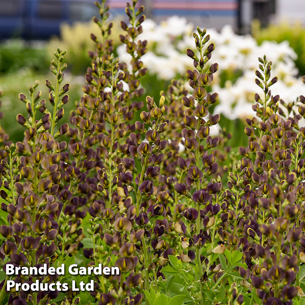 Baptisia 'Decadence Dark Chocolate' image