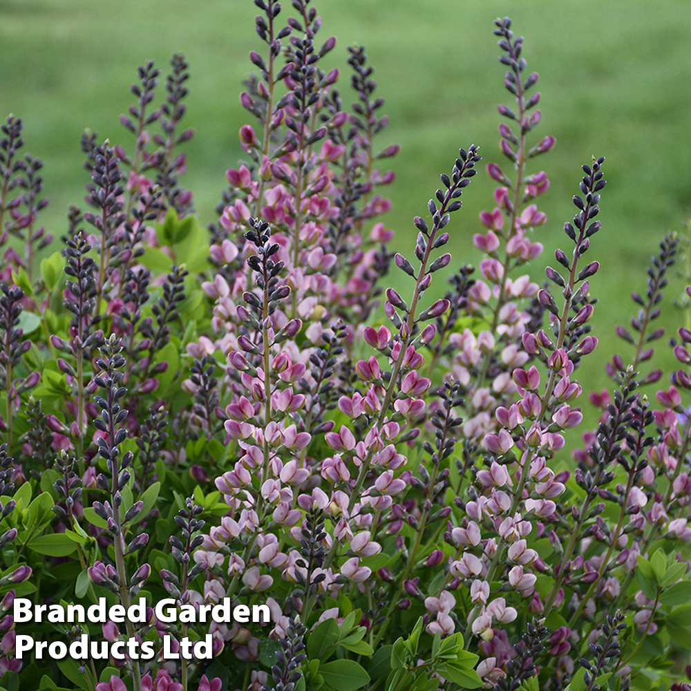 Baptisia 'Decadence Pink Truffles' image