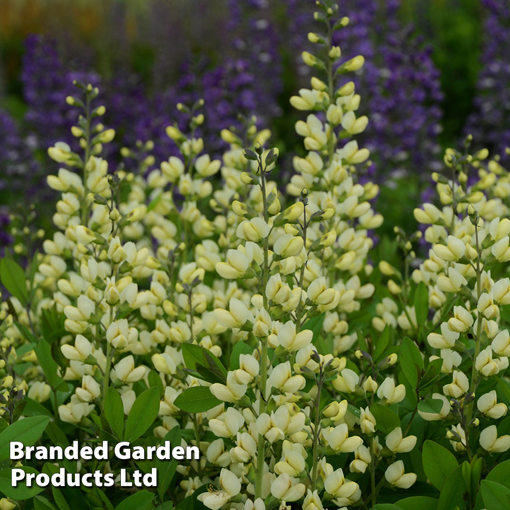 Baptisia 'Decadence Vanilla Cream' image