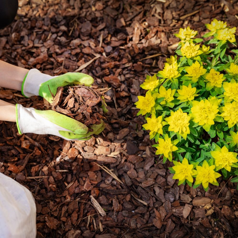 Image of Gardener spreading bark chippings around a tree