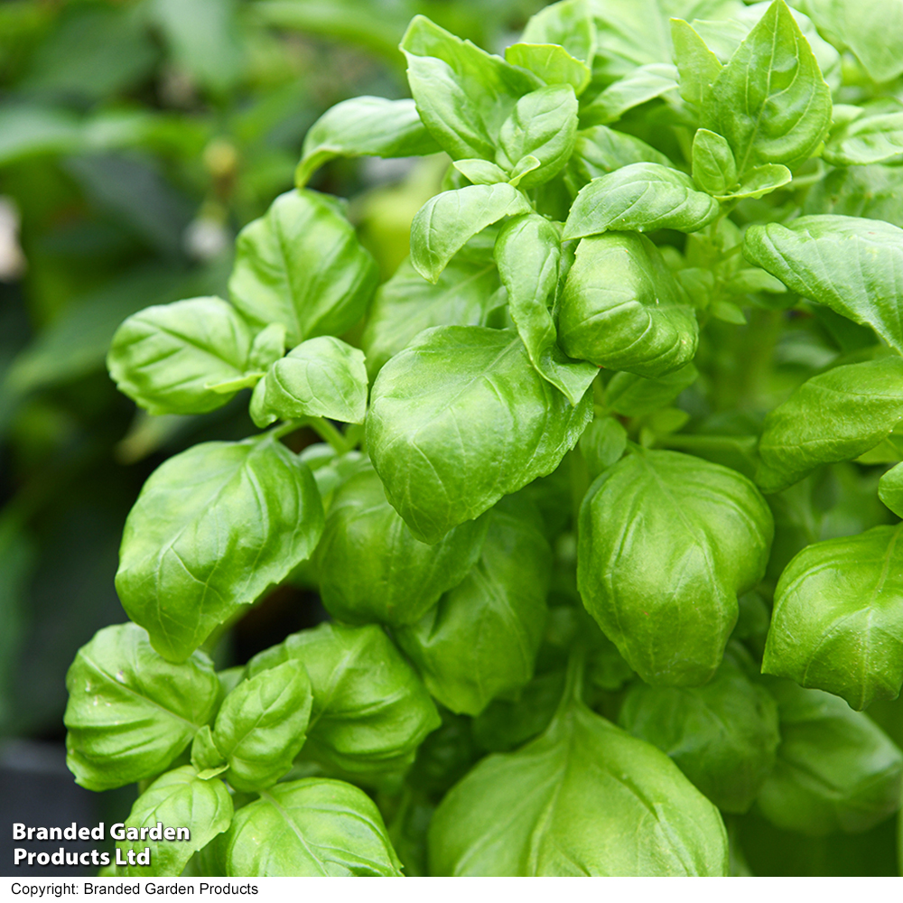 Basil 'Genovese' - Organic Seeds image