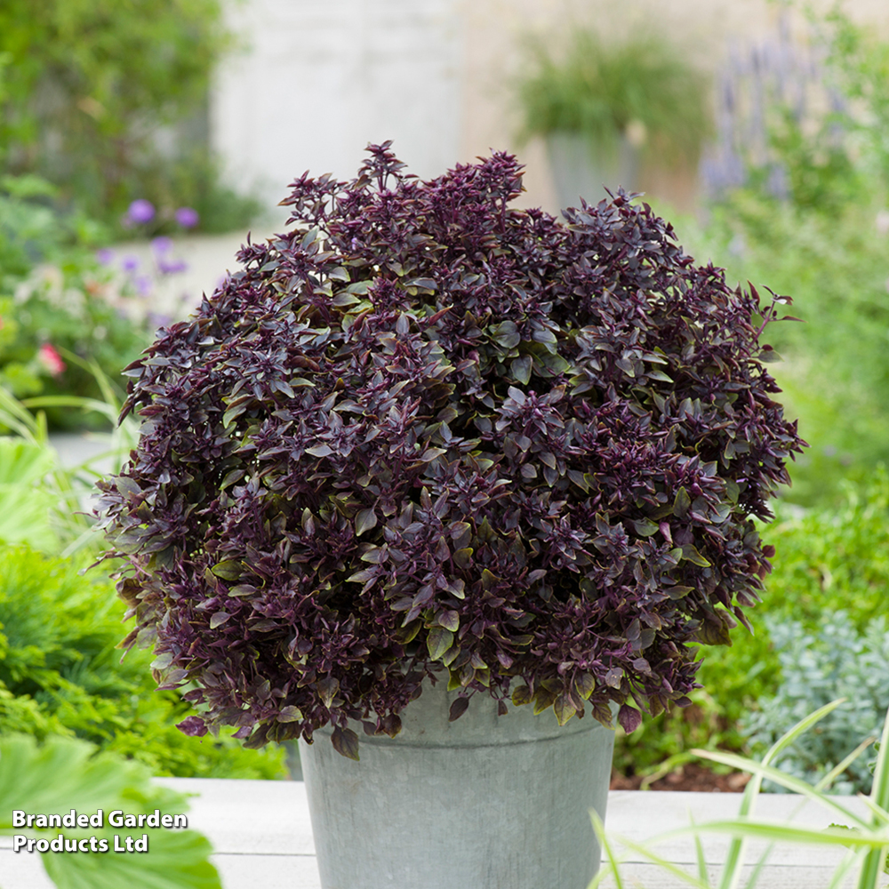 Basil 'Purple Ball' - Seeds image